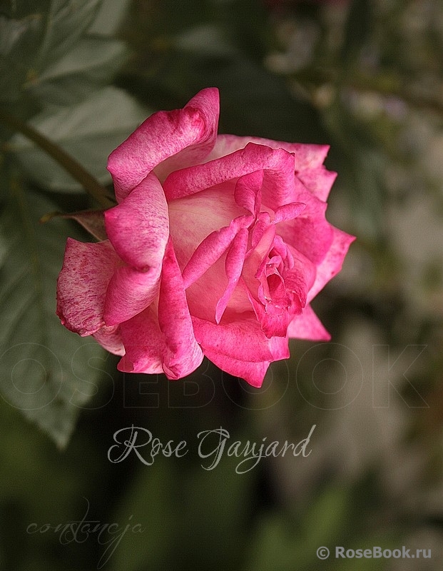 Rose Gaujard  