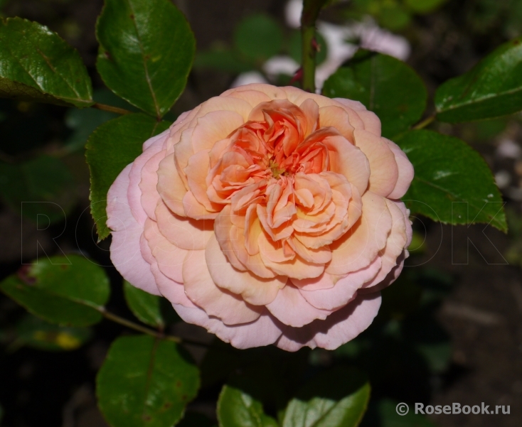 Rose de Cornouaille ®