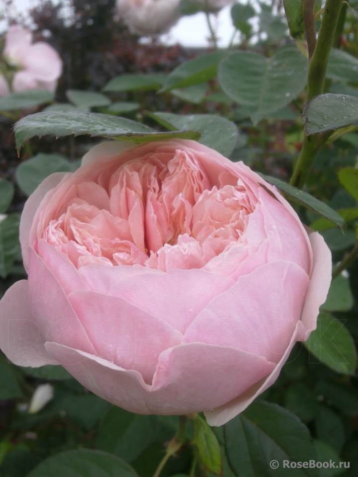 The Alnwick Rose