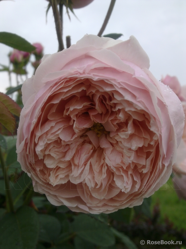 The Alnwick Rose