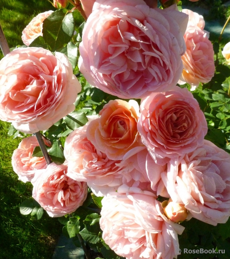 Abraham Darby