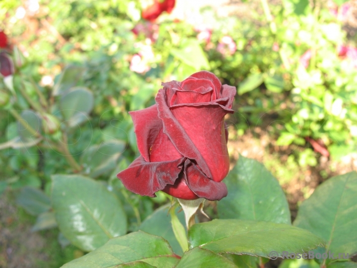 Black Baccara