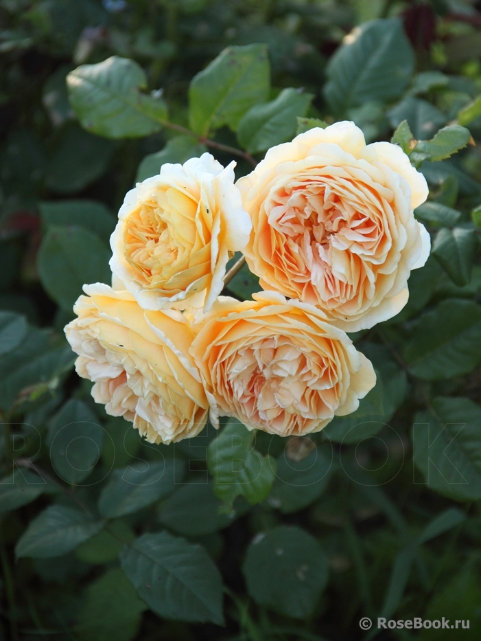 Crown Princess Margareta®