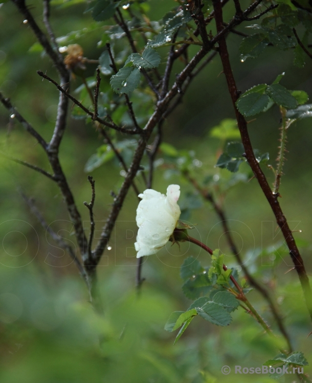 Rose spinosissima