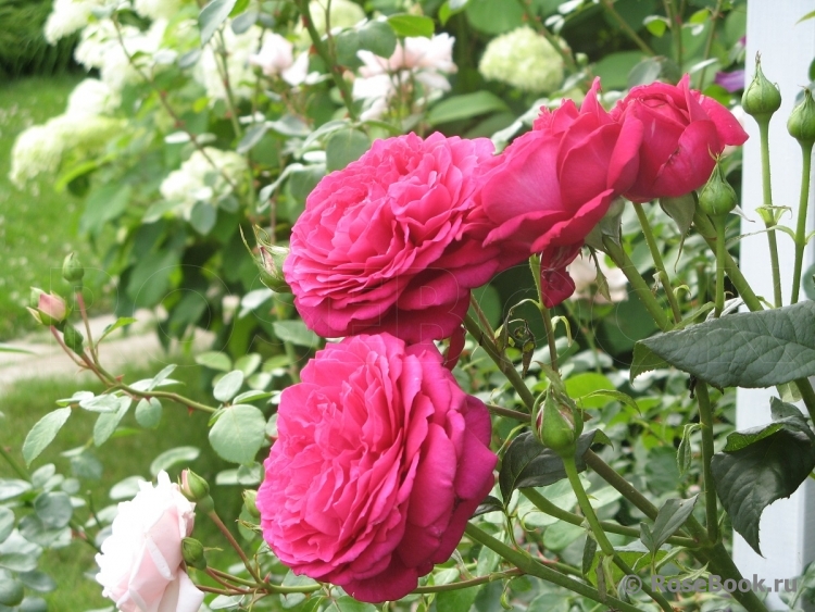 Johann Wolfgang von Goethe Rose®