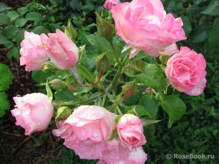 Bordure Rose 