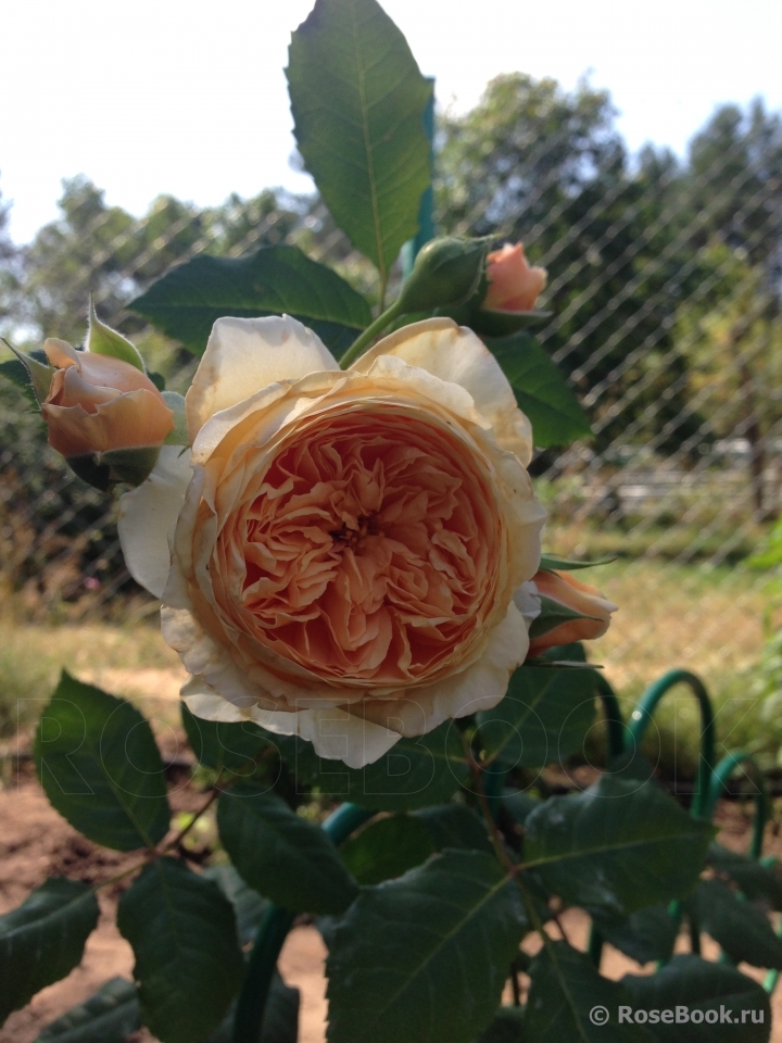 Crown Princess Margareta®