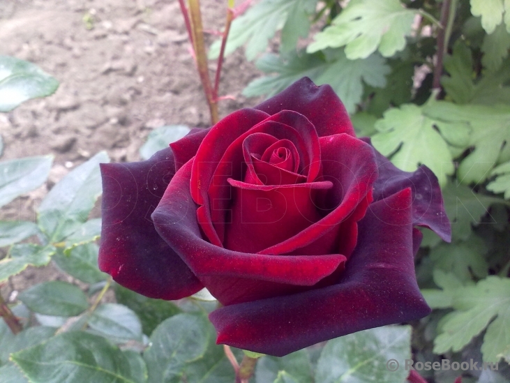 Black Baccara