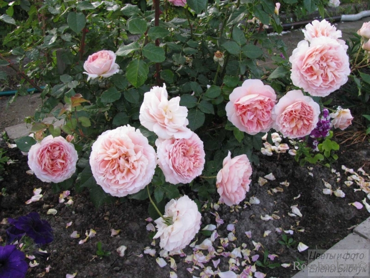 Abraham Darby