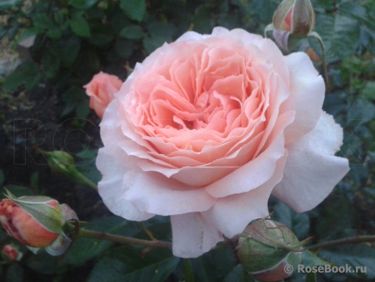 Abraham Darby