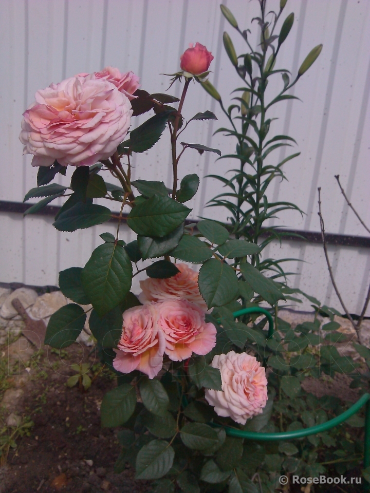 A Shropshire Lad