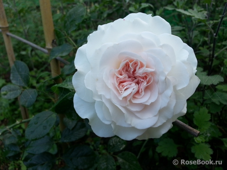 Great North Eastern Rose 