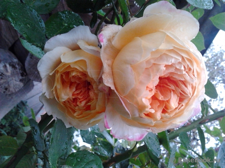 Crown Princess Margareta®