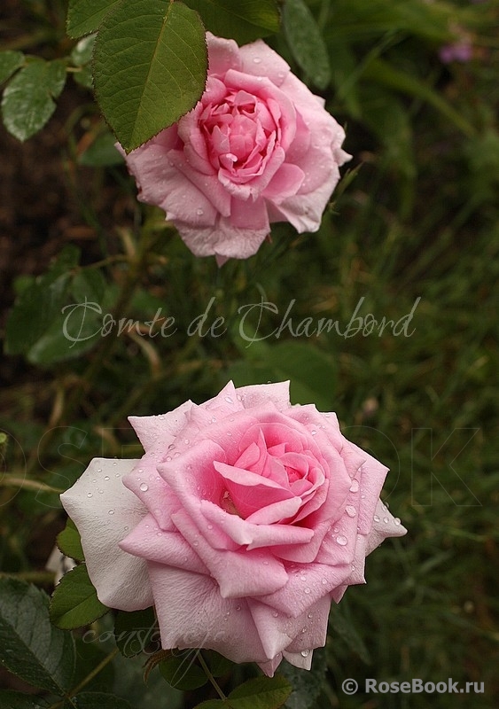 Comte de Chambord