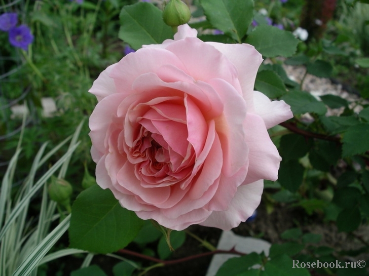 A Shropshire Lad