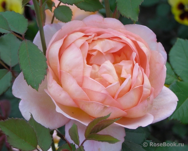 Lady of Shalott 