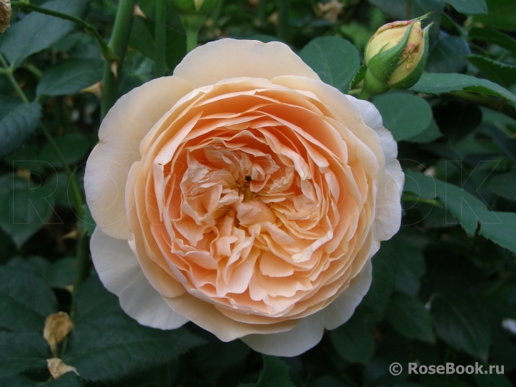 Crown Princess Margareta®