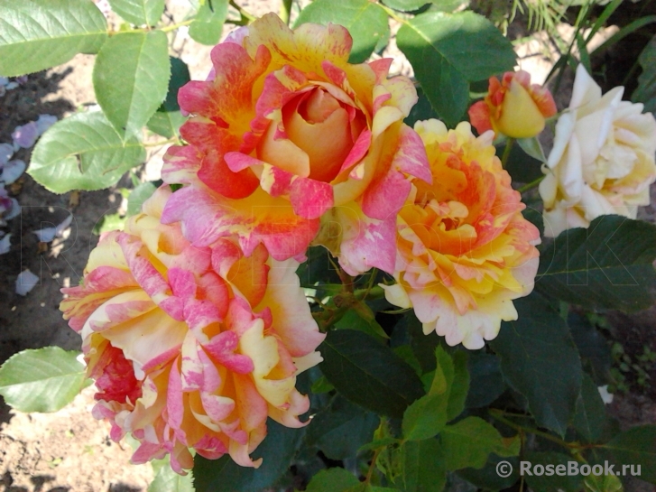 Rose des Cisterciens 