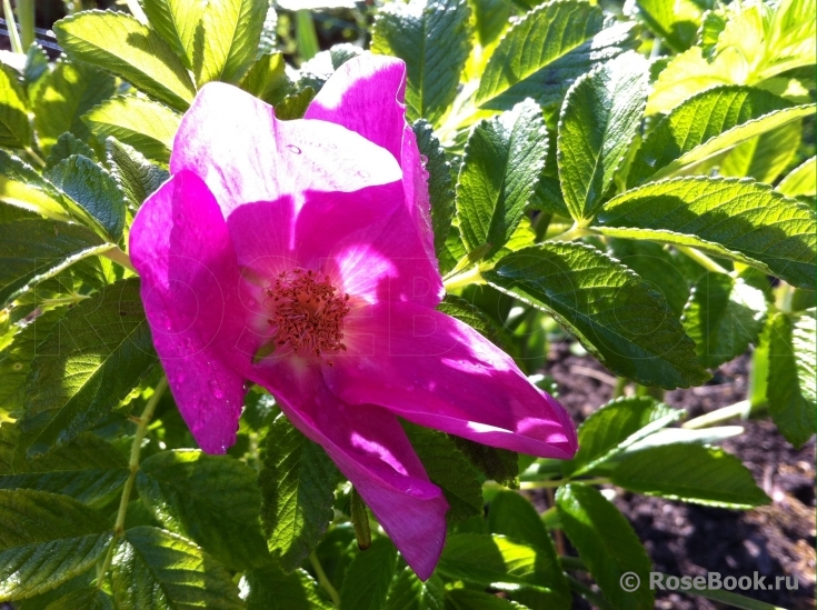 Rosa rugosa rubra