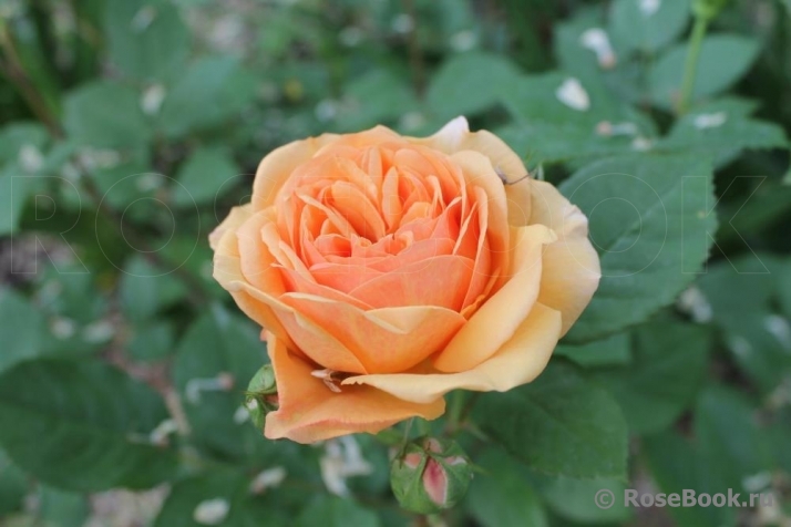 Crown Princess Margareta®