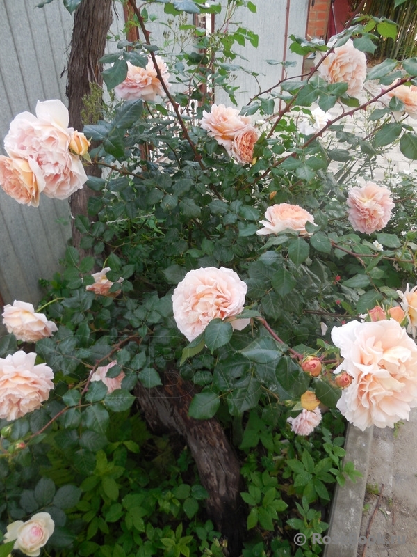 Abraham Darby