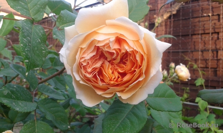 Crown Princess Margareta®