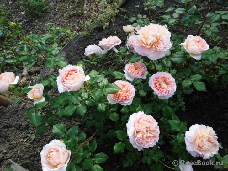 Abraham Darby