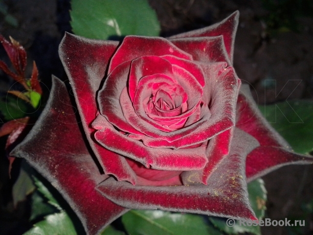 Black Baccara