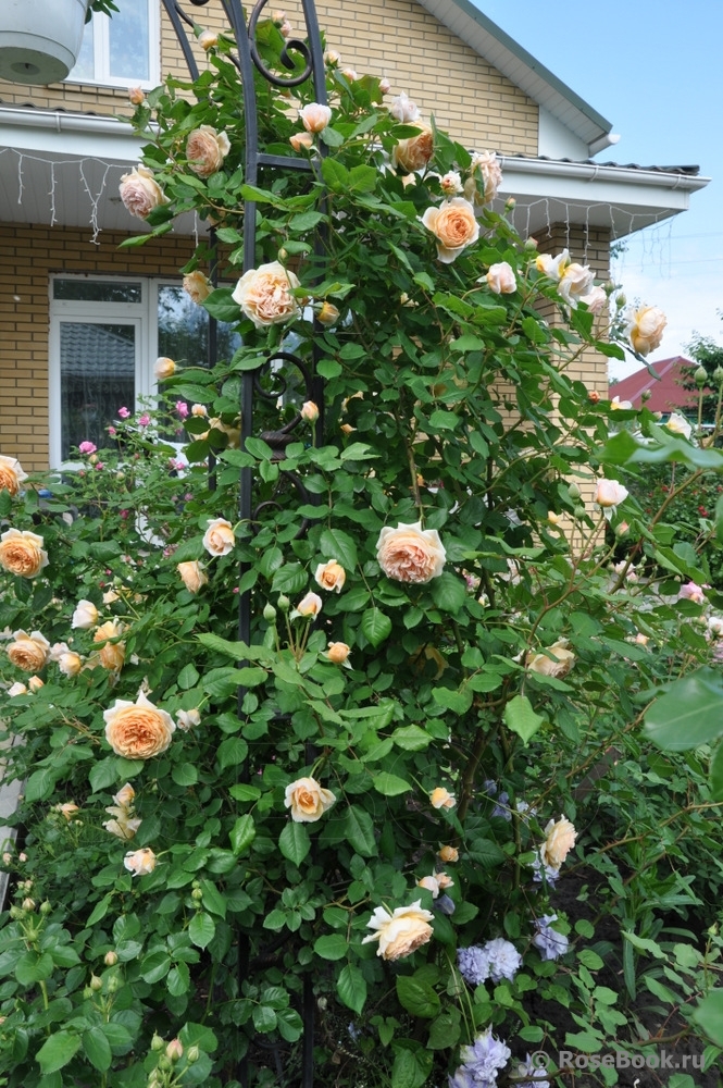 Crown Princess Margareta®