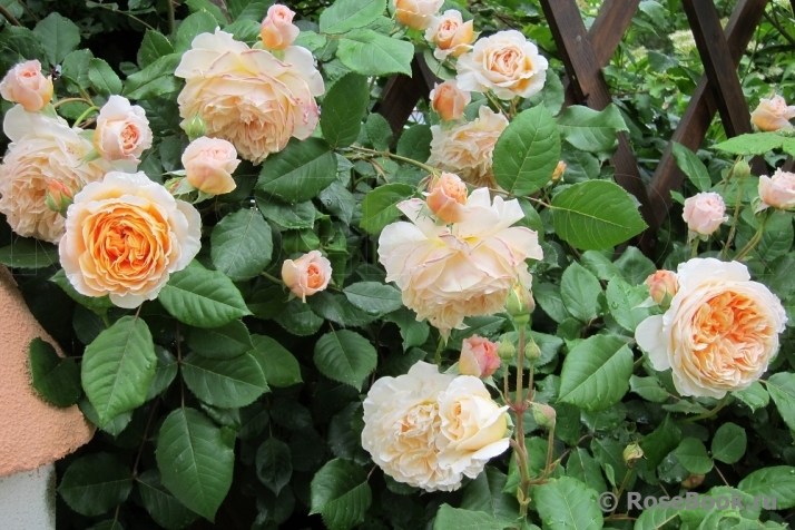 Crown Princess Margareta®