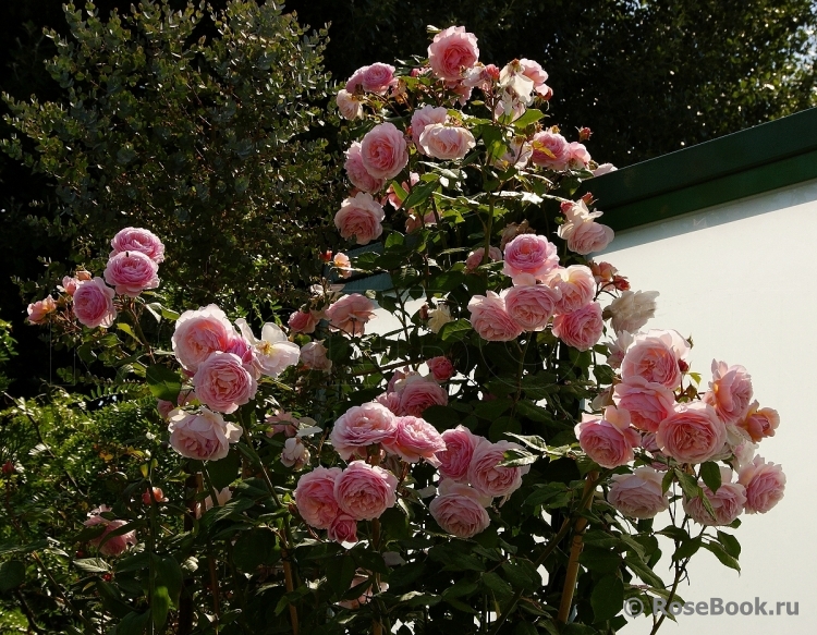 A Shropshire Lad