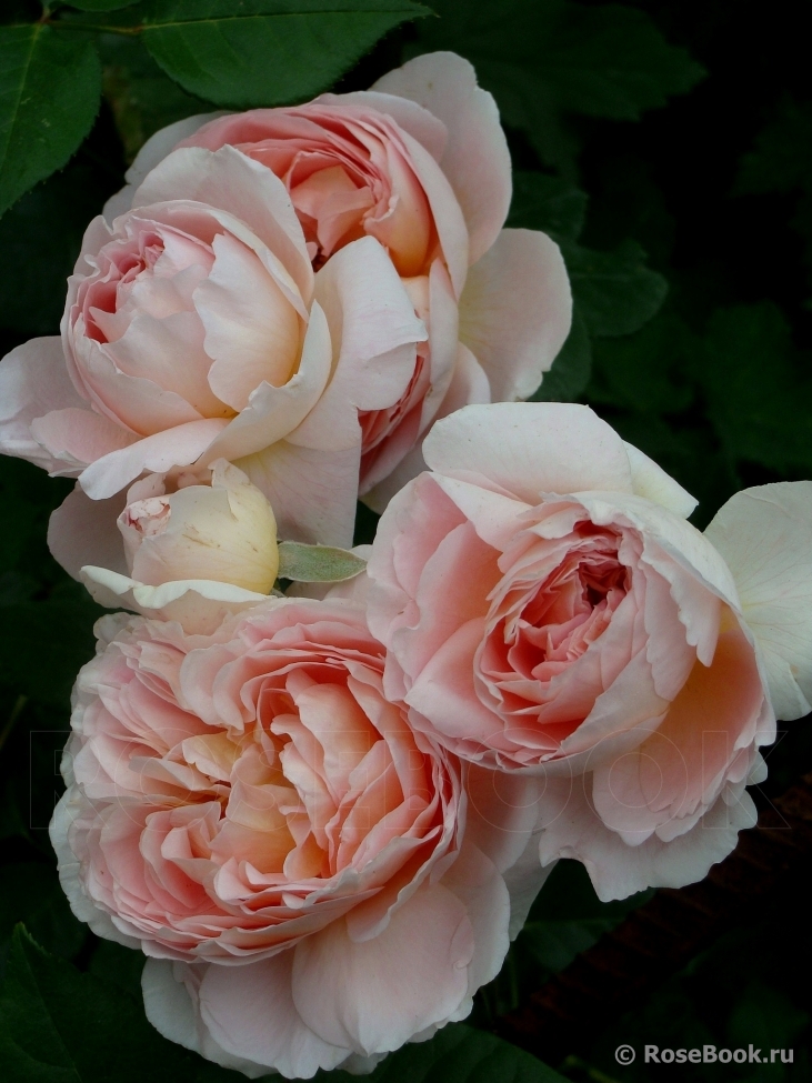 Abraham Darby