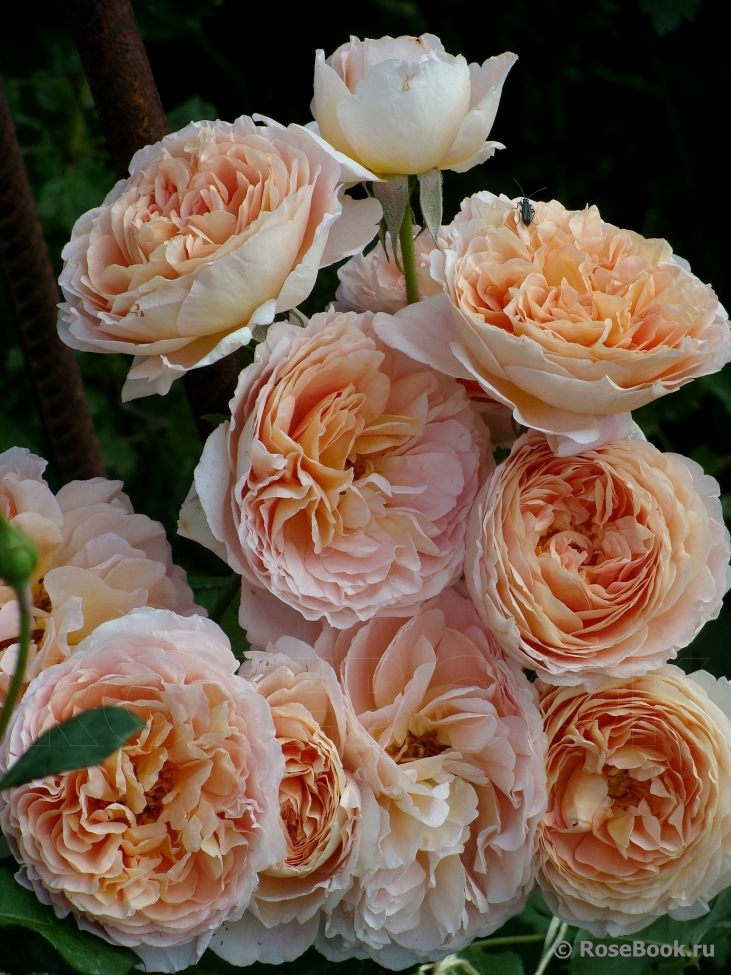 Abraham Darby