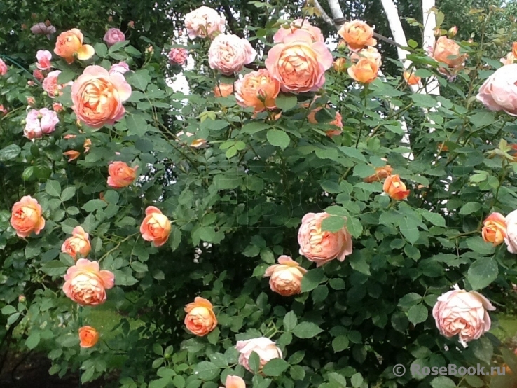 Lady of Shalott 