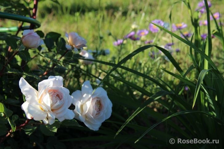 Crocus Rose® 