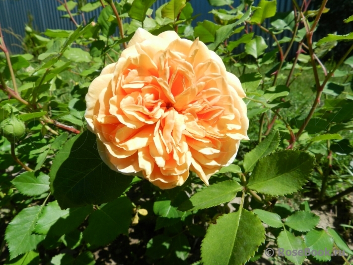 Crown Princess Margareta®