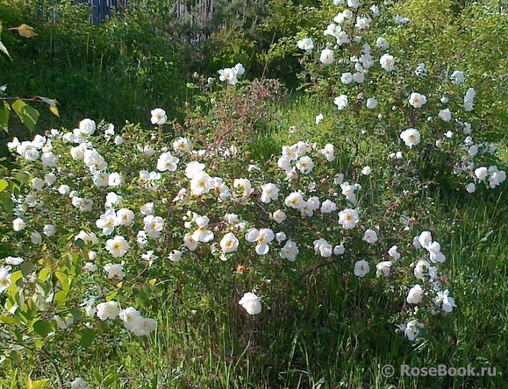 Rose spinosissima