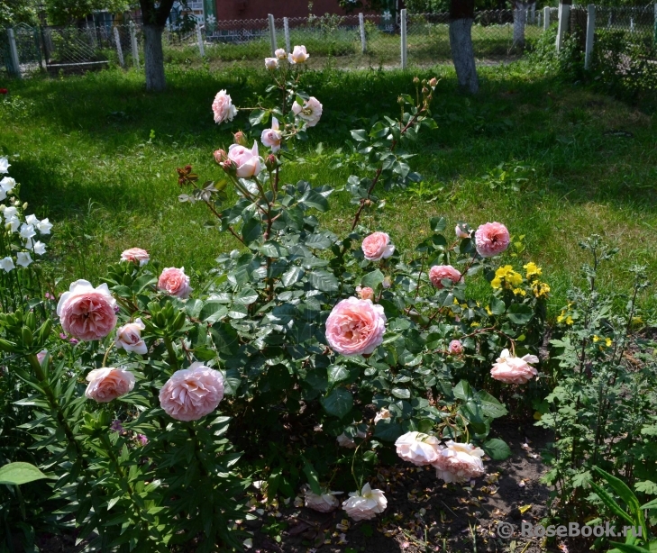 Abraham Darby