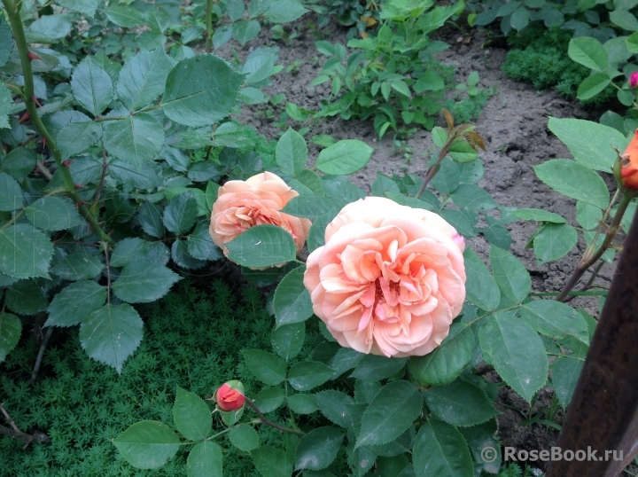 Abraham Darby