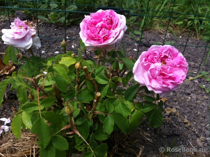 Rose des Peintres