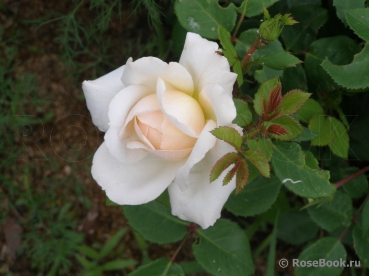 Crocus Rose® 