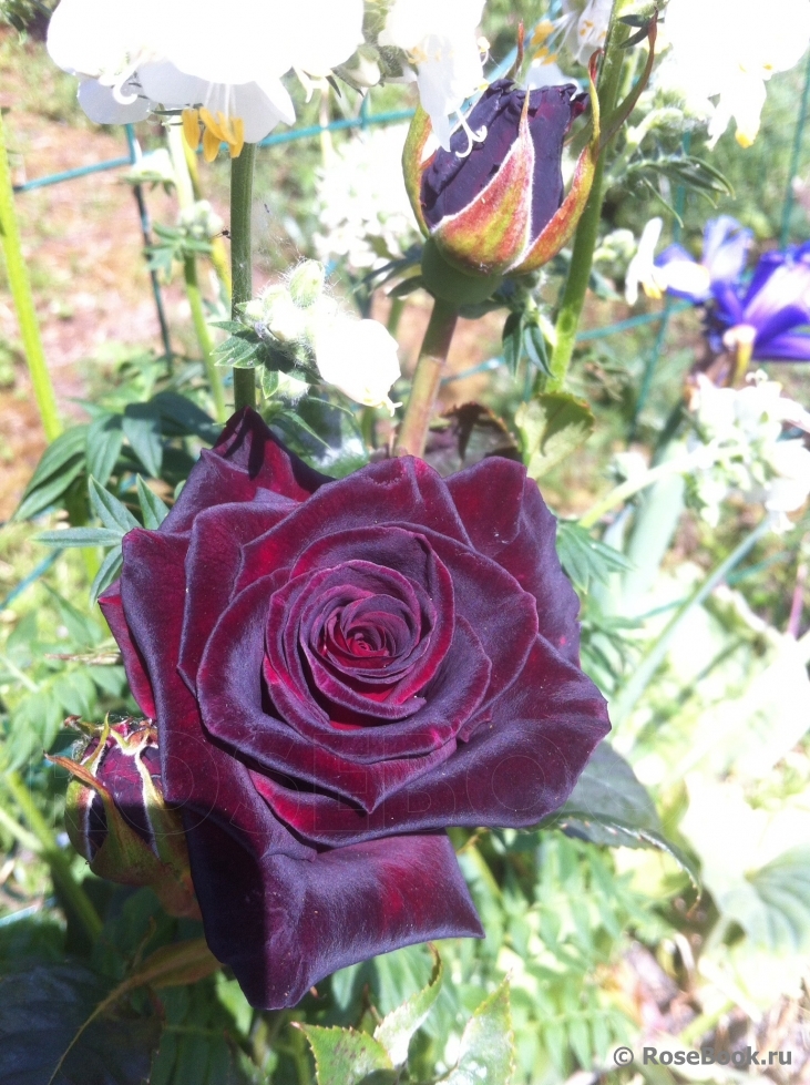 Black Baccara