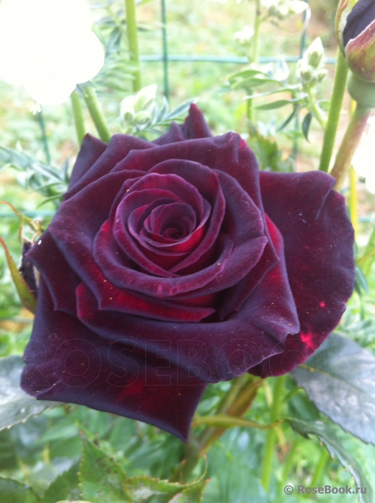 Black Baccara