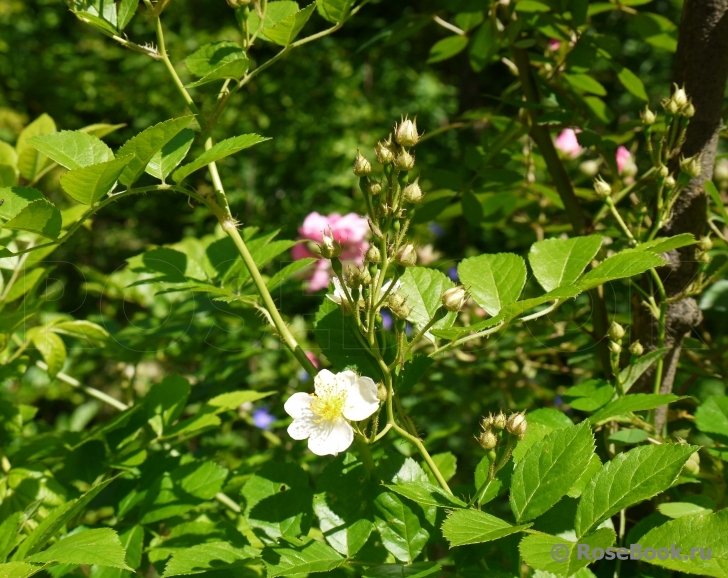 Rosa multiflora