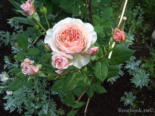 A Shropshire Lad