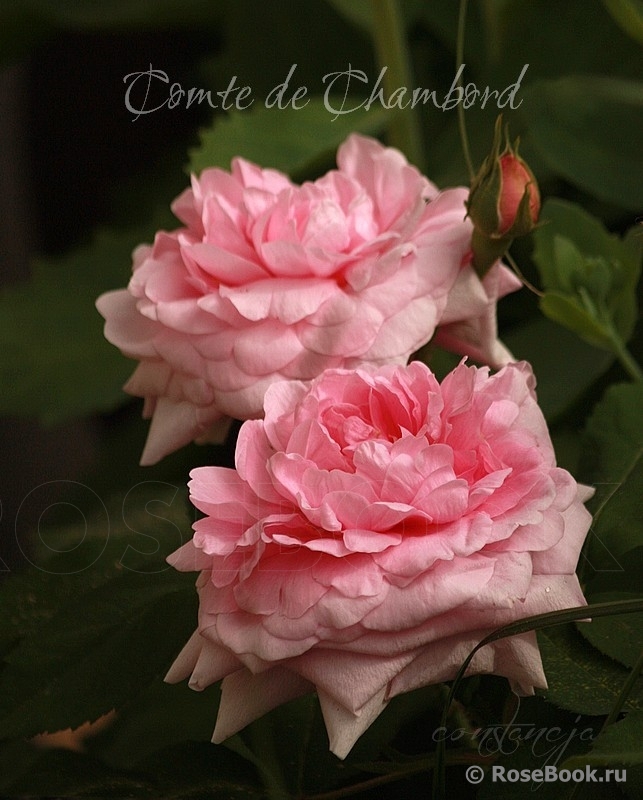 Comte de Chambord