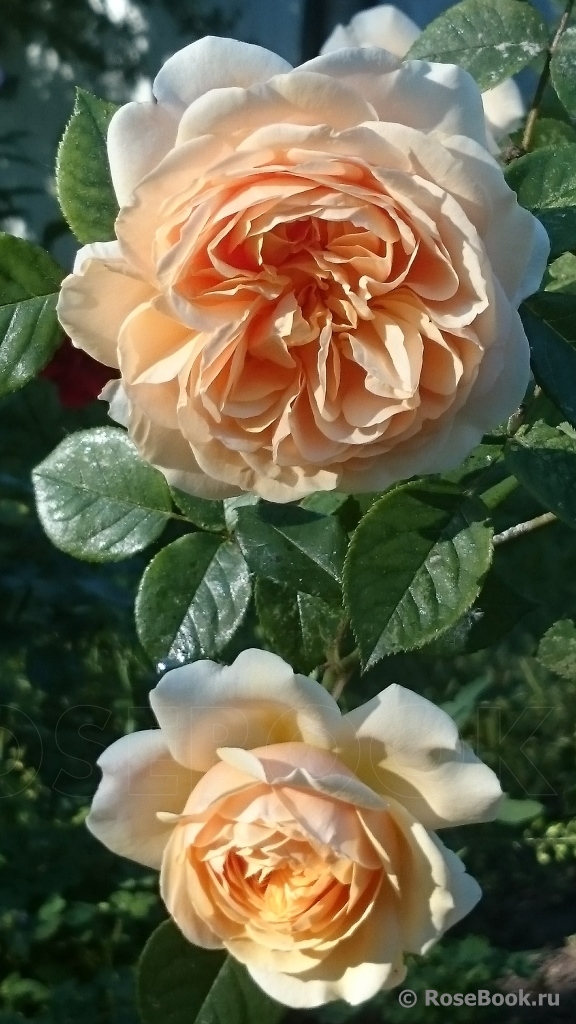 Crown Princess Margareta®