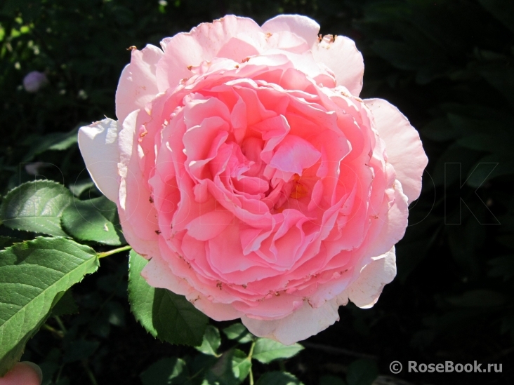 The Wedgwood Rose