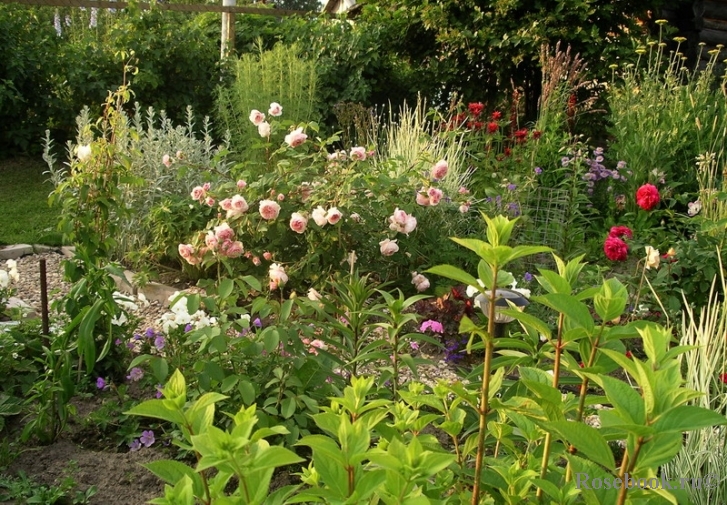 A Shropshire Lad