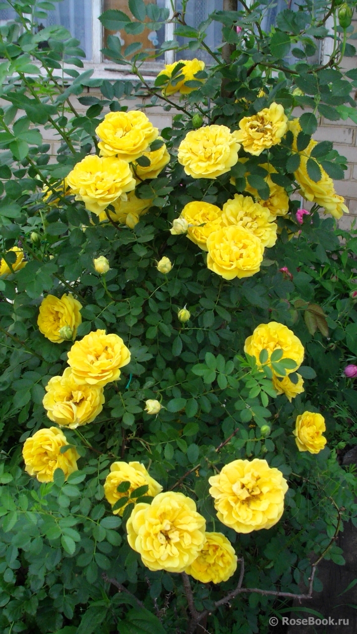 Persian Yellow